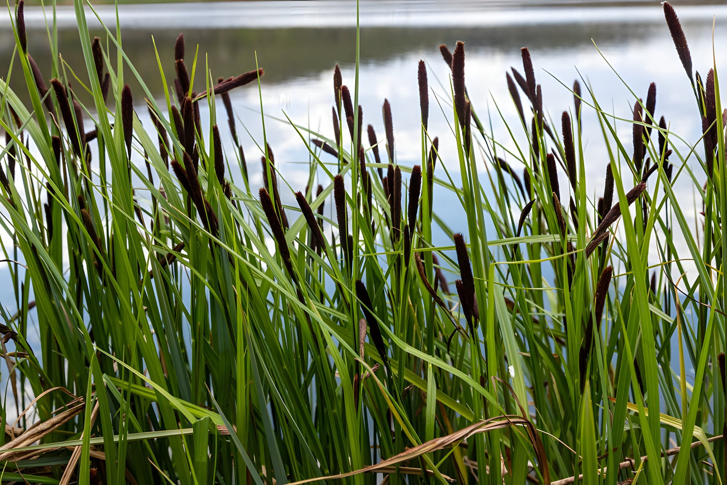 Carex acuta