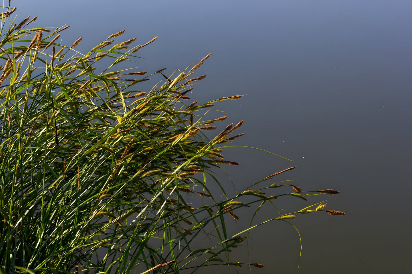 Carex acuta