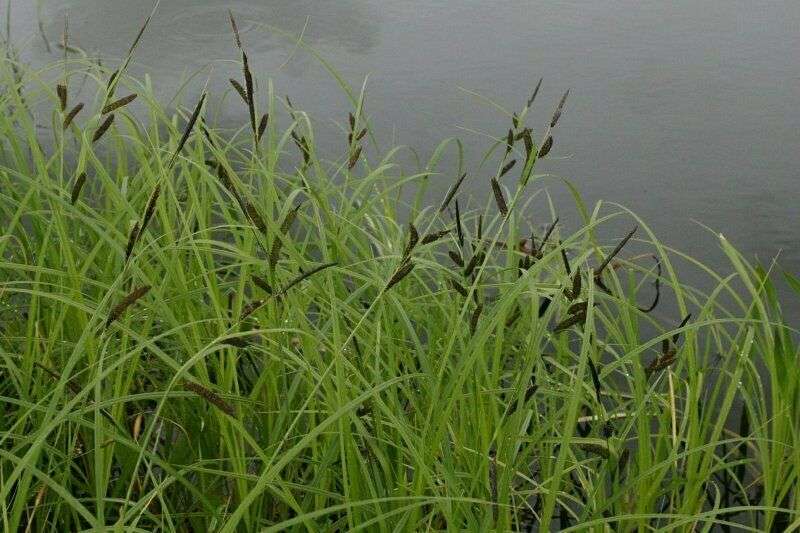 Carex acuta (Slender-tufted sedge) - Marginal Pond Plants  - MP020