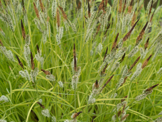 Carex Elata 'Aurea' - BP022A Packs