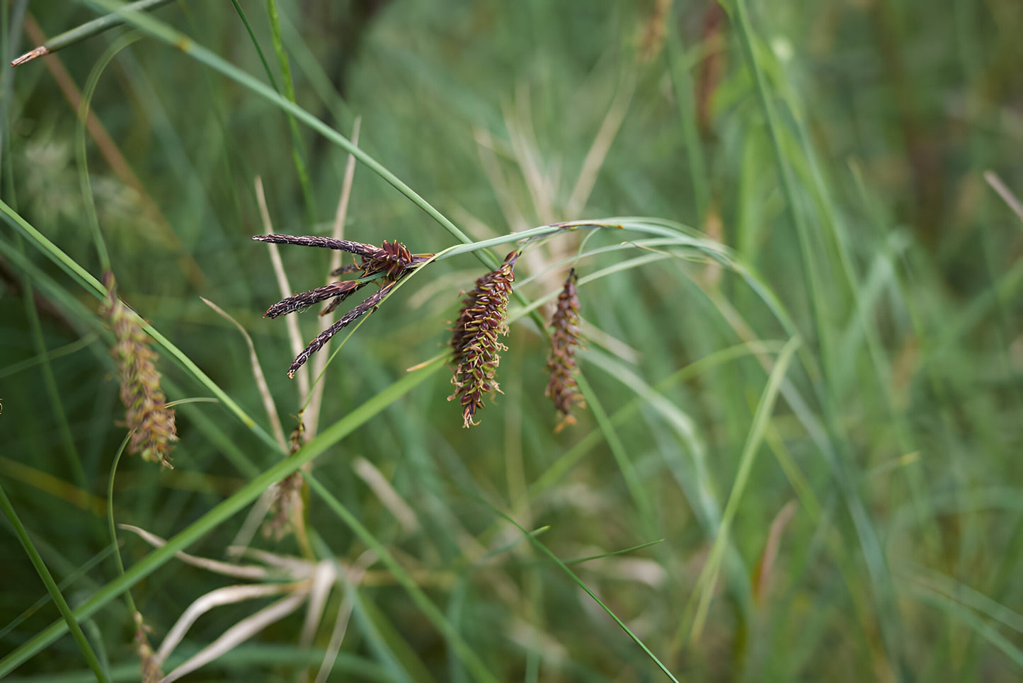 Carex flacca