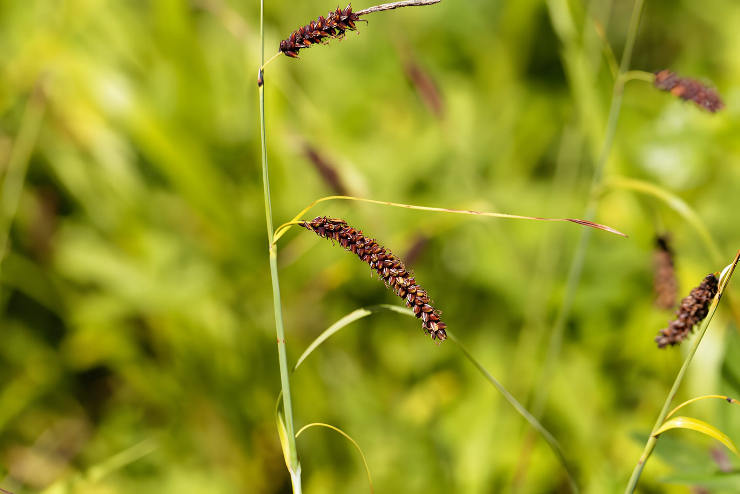 Carex flacca