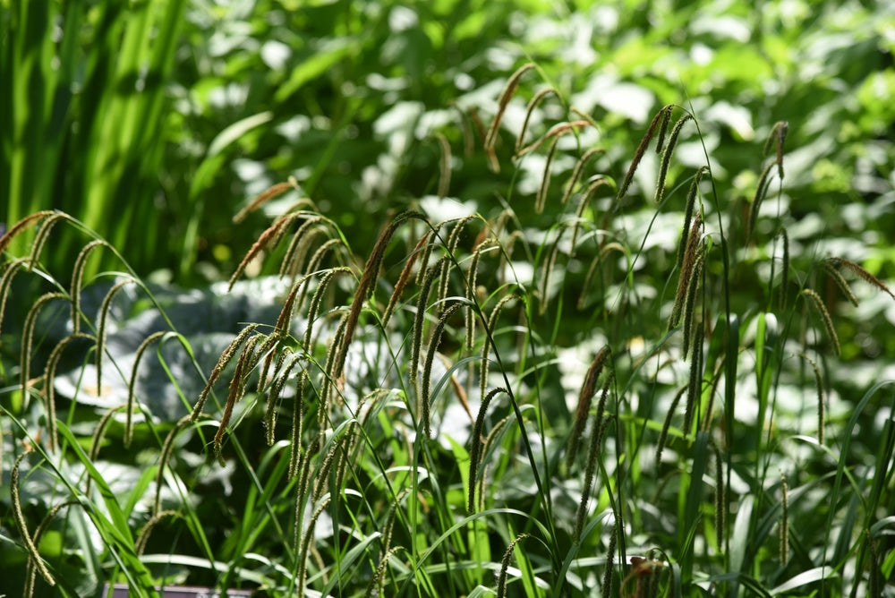 Carex Flacca - Marginal Pond Plants - BP022