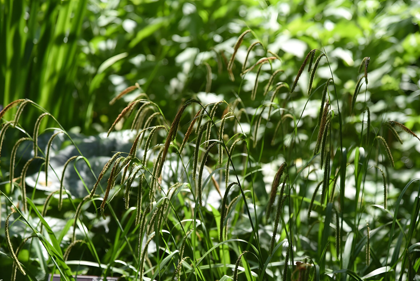 Carex flacca