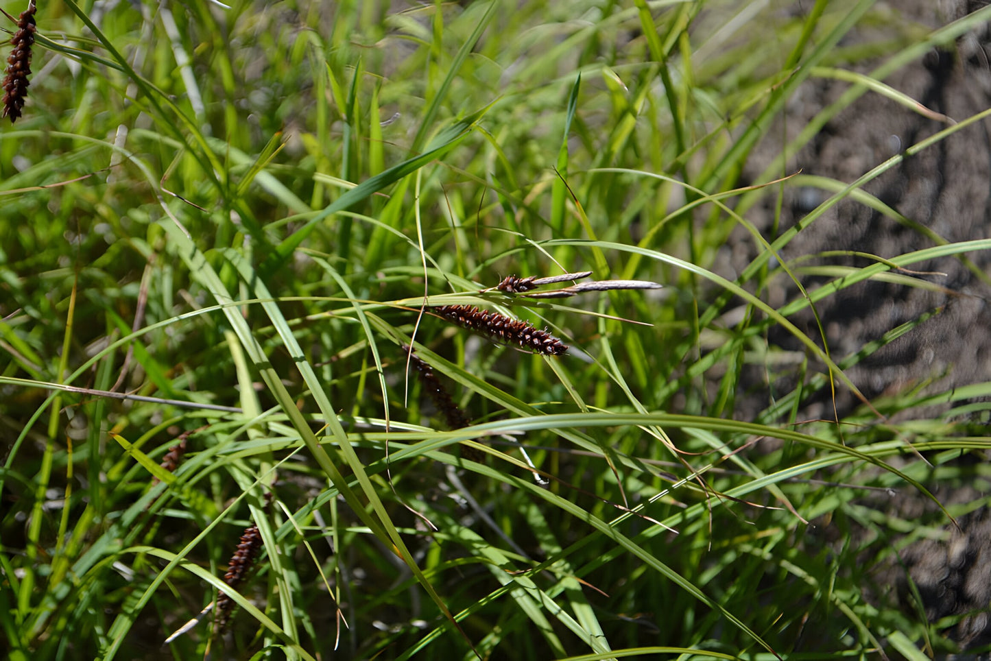 Carex flacca