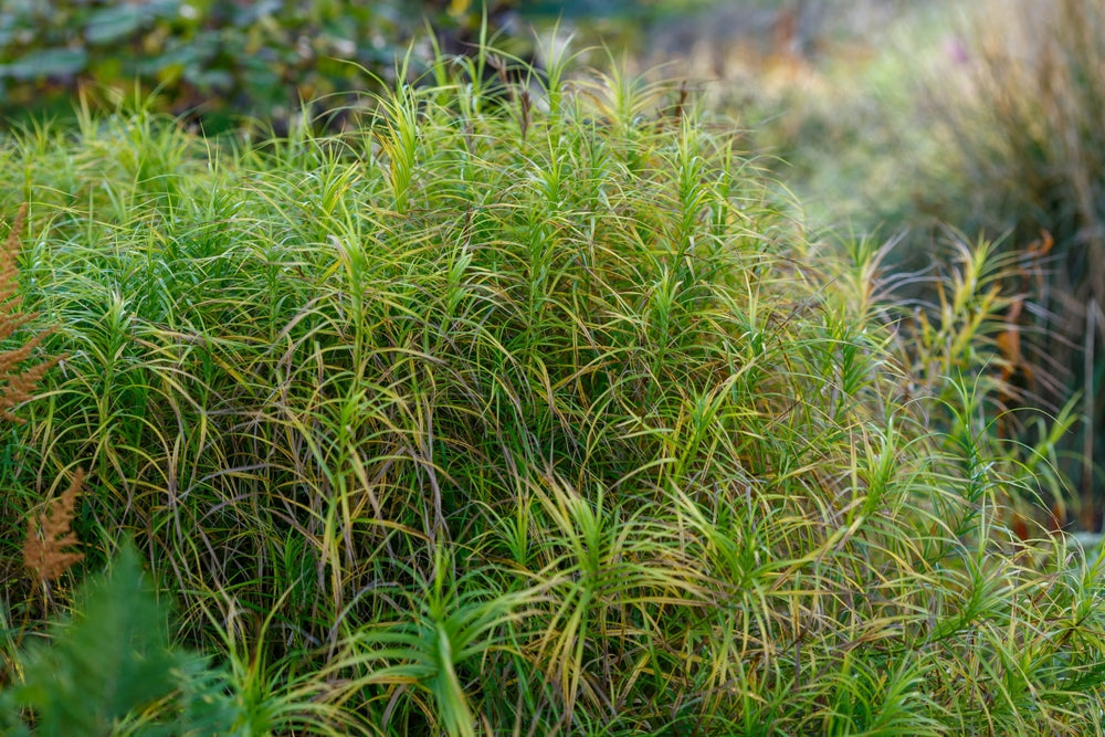 Carex muskingumensis
