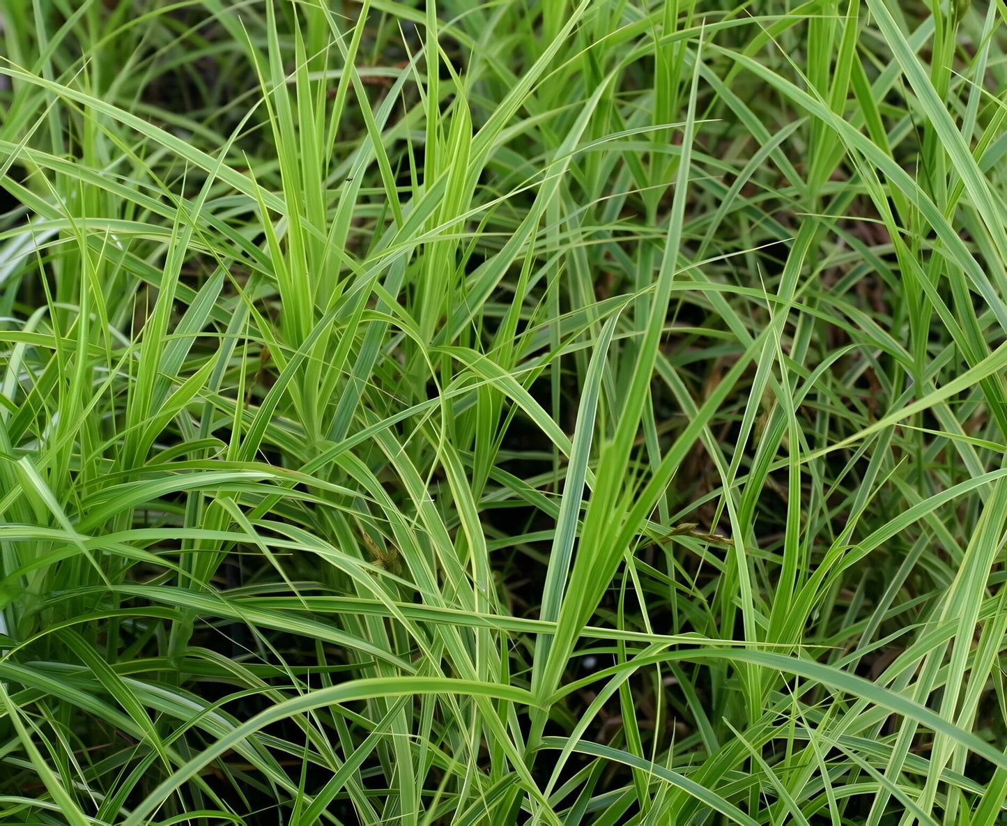Carex panicea
