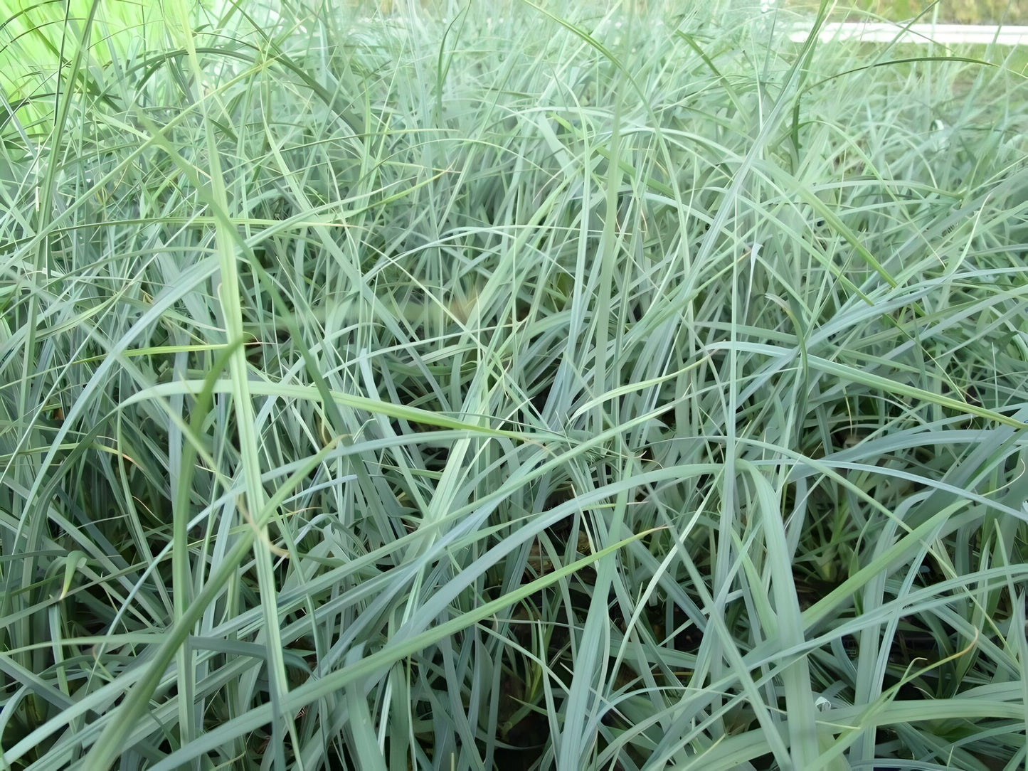 Carex panicea