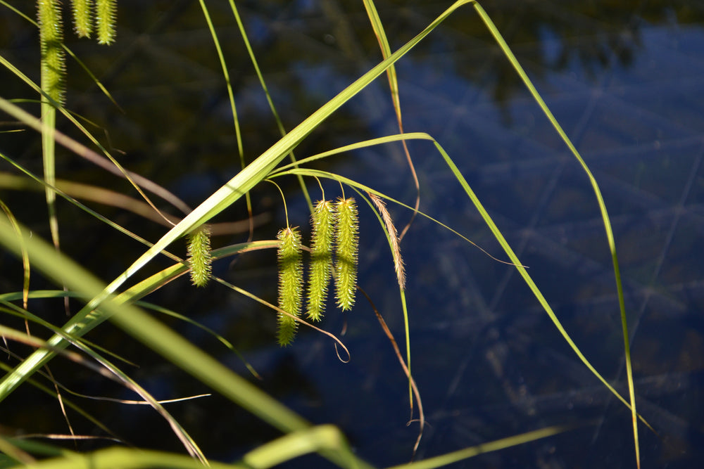 Carex pseudocyperus (Cyperus sedge) - Marginal Pond Plants - MBP025