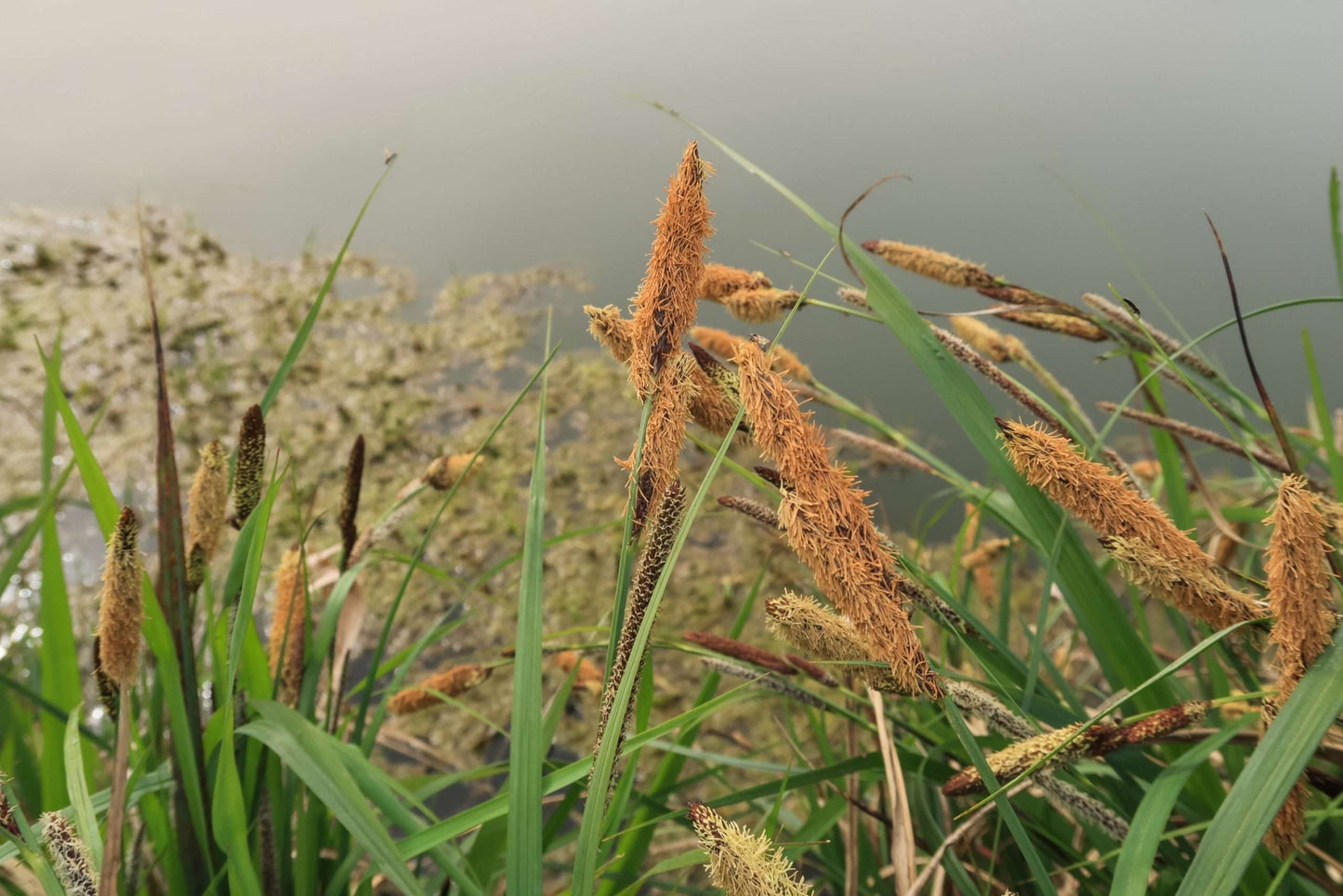 Carex Acutiformis (Slender sedge) - Marginal Pond Plants - MP021