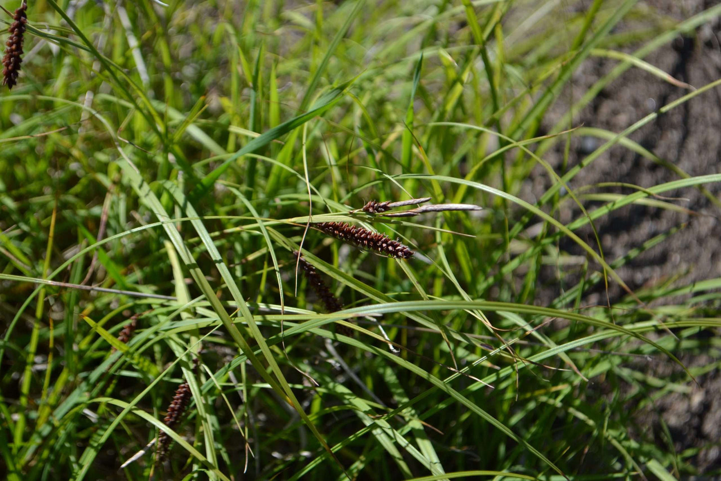 Carex Flacca - Marginal Pond Plants - BP022