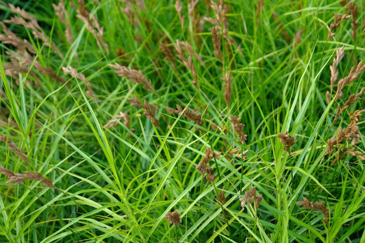 Carex muskingumensis (Musk sedge) - Marginal Pond Plants - MP023