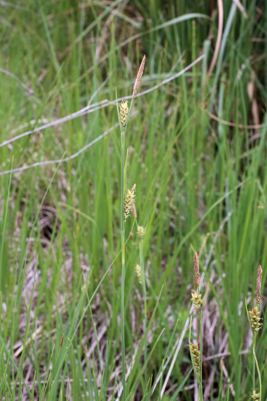 Carex panicea (Carnation sedge) - Marginal Pond Plants - MP025