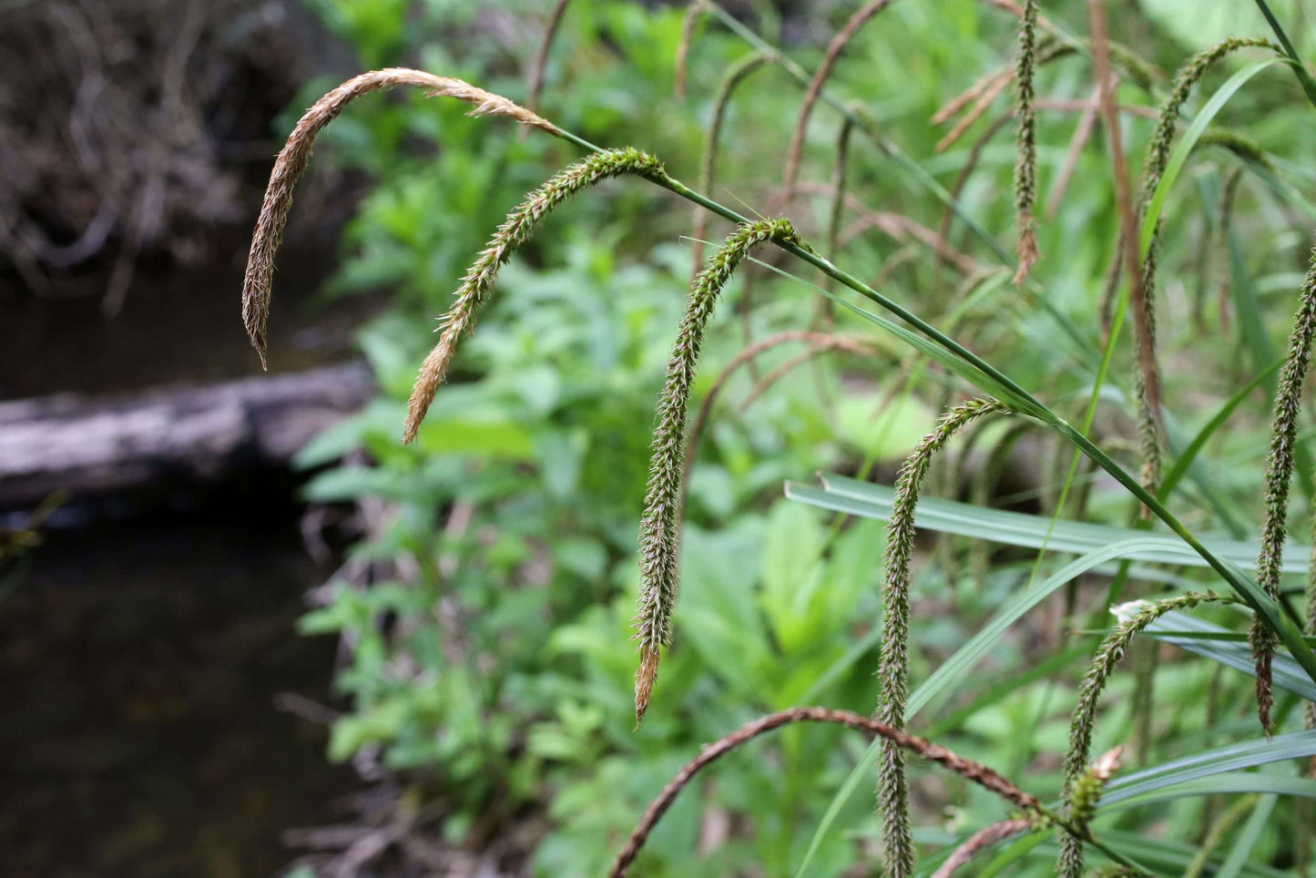 Carex pendula