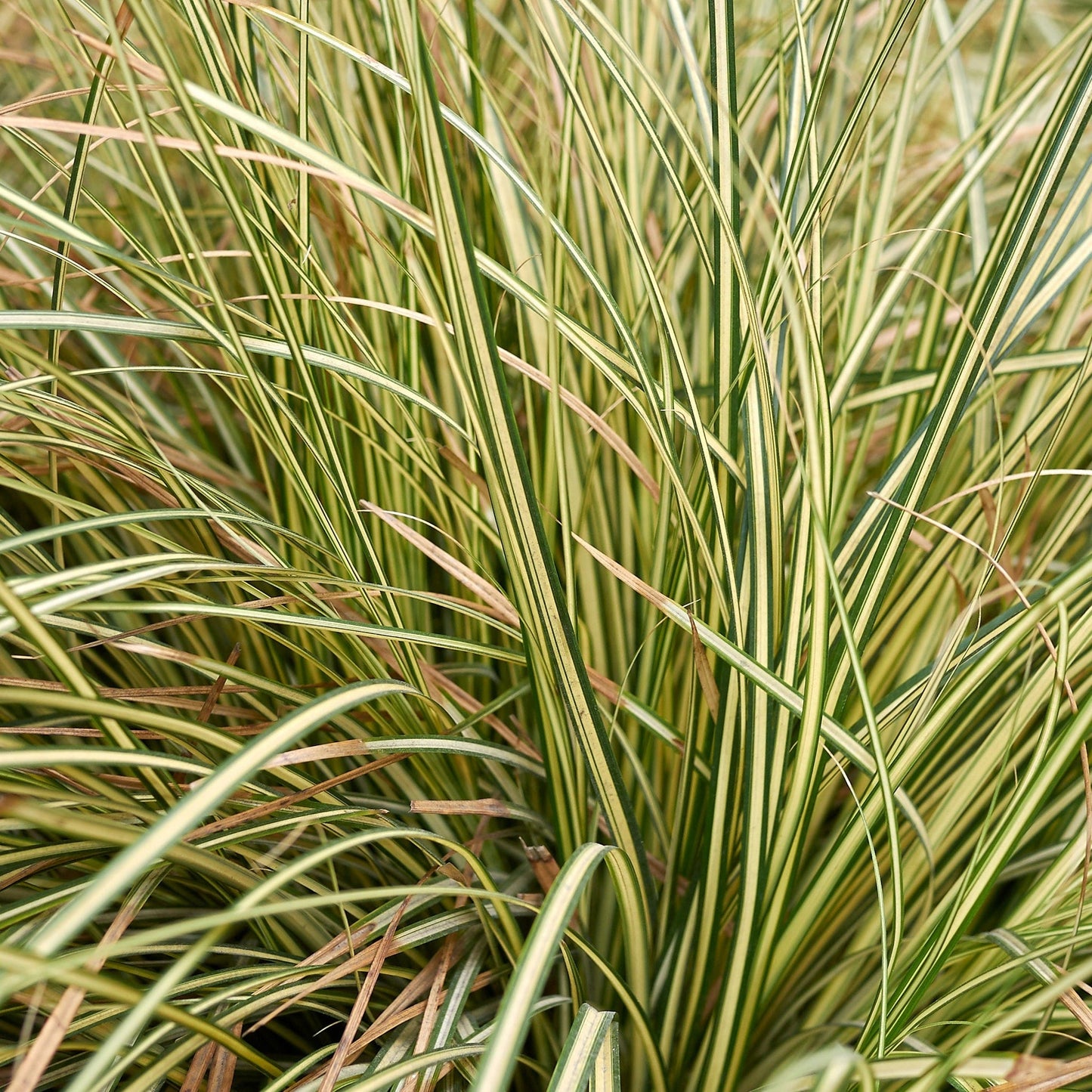 Carex oshimensis 'Evergold' Grass 8cm / 1L / 2L / 3L