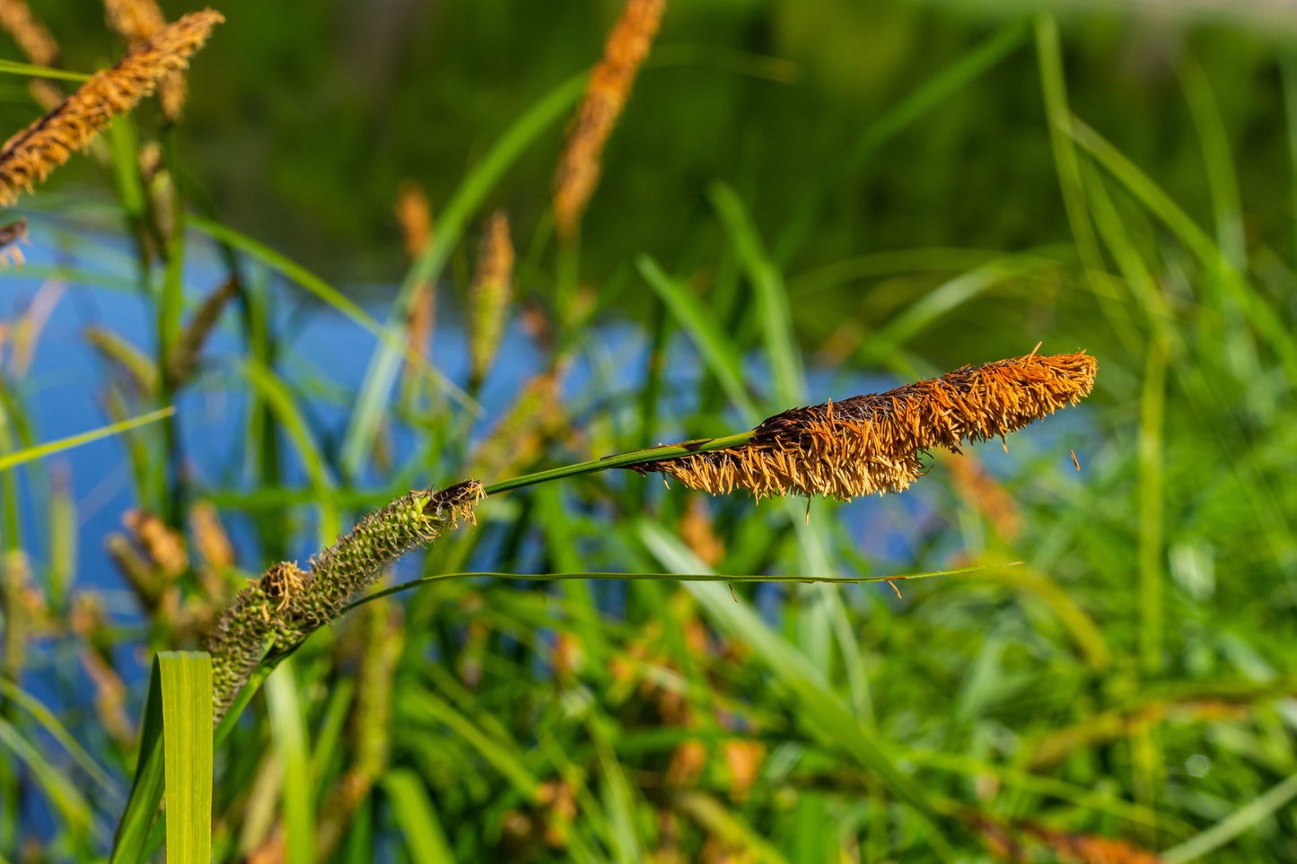 Carex acuta (Slender-tufted sedge) - MP020  Packs