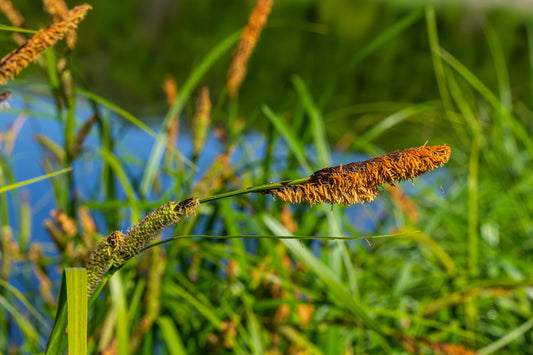 Carex acuta (Slender-tufted sedge) - MP020  Packs