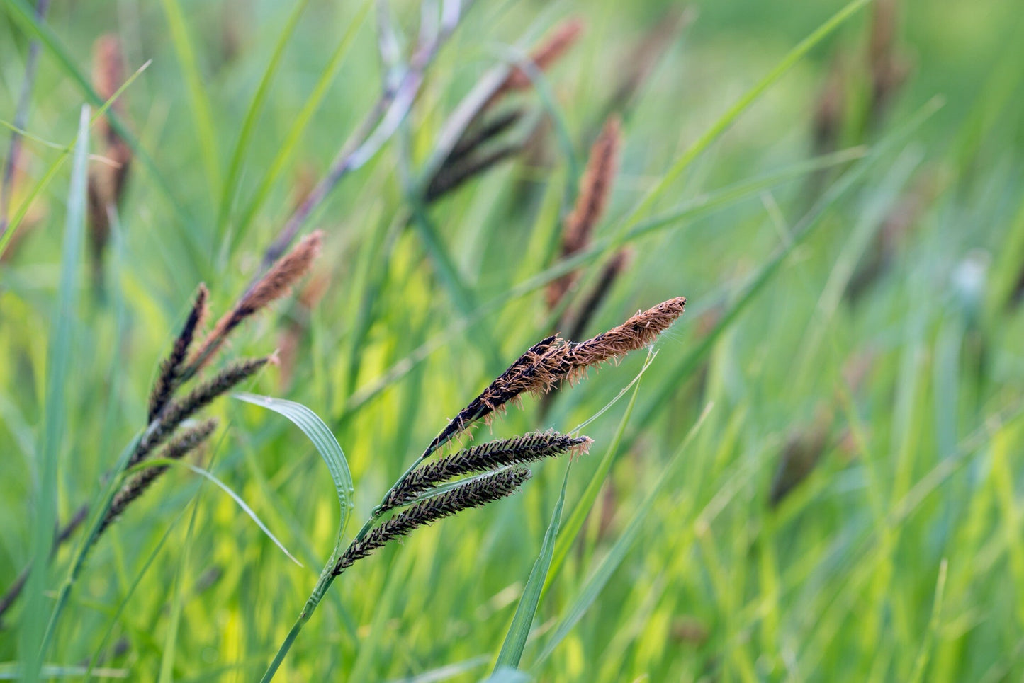 Carex acutiformis