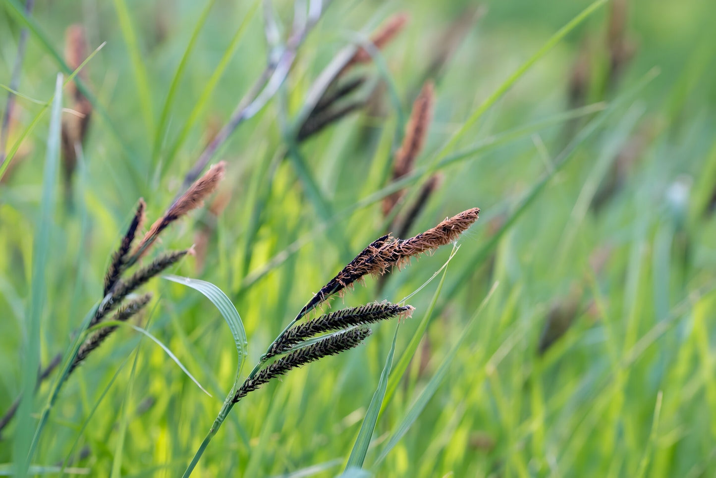 Carex acutiformis