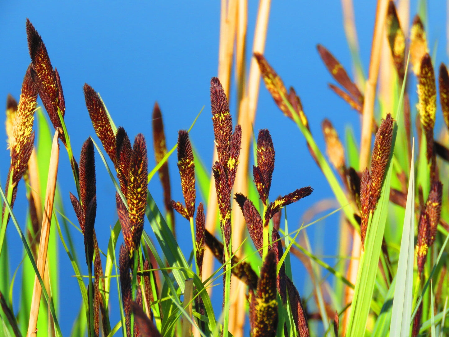 Carex acutiformis