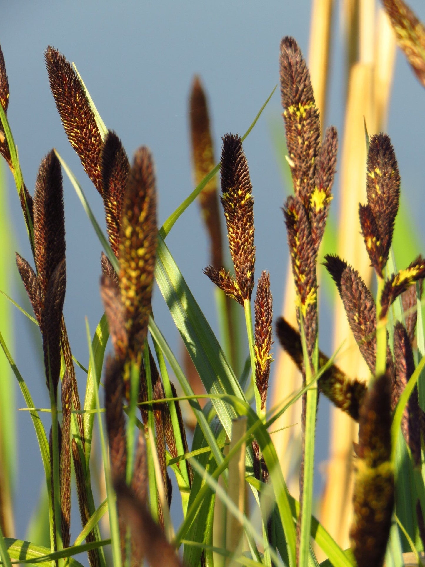 Carex acutiformis