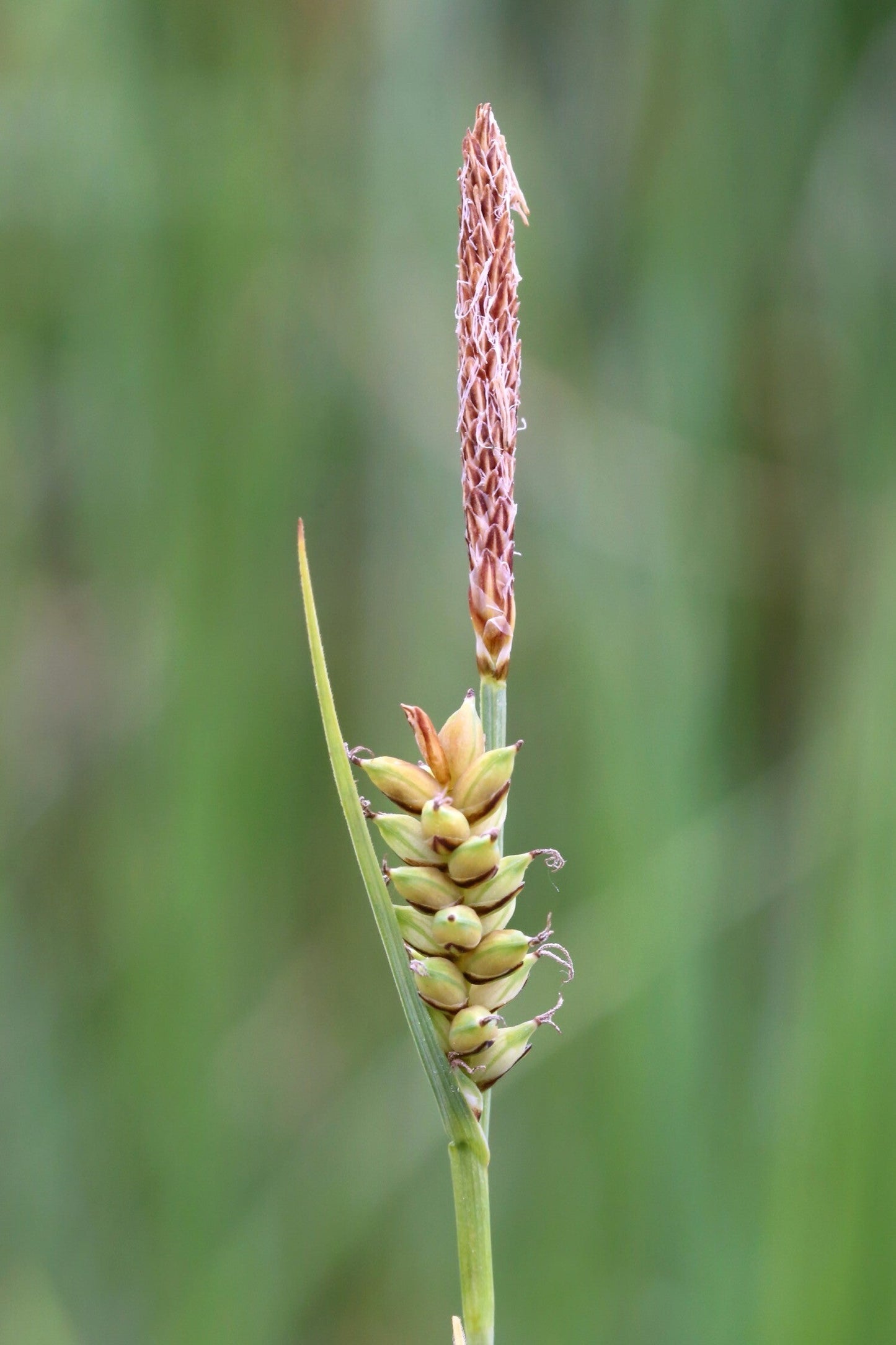 Carex panicea