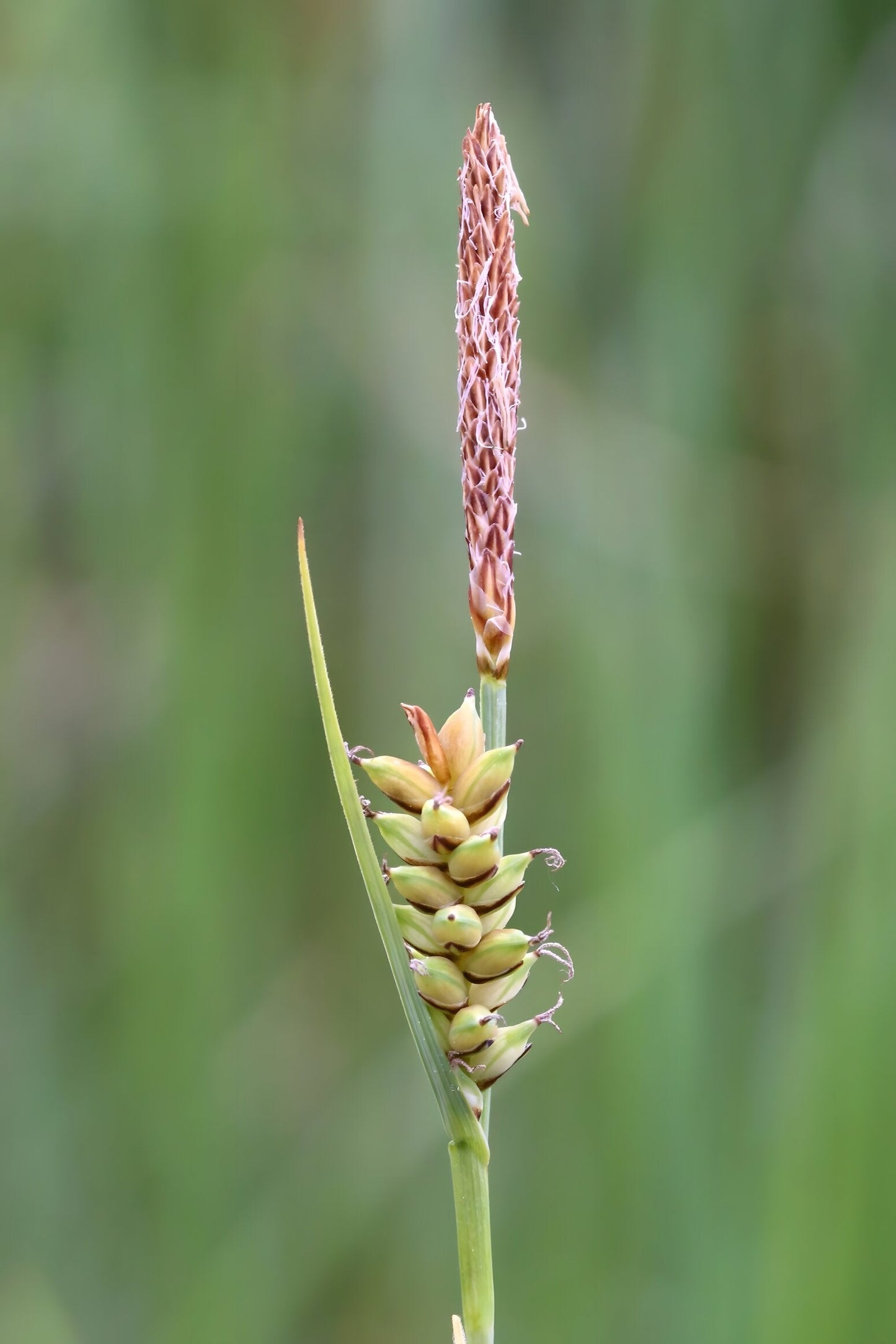 Carex panicea
