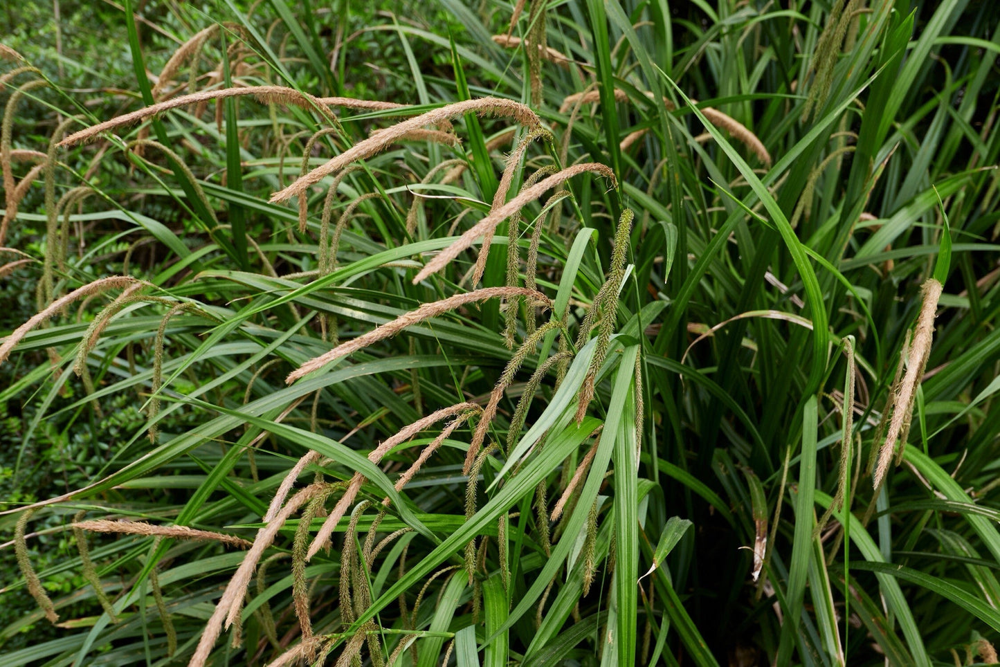 Carex pendula