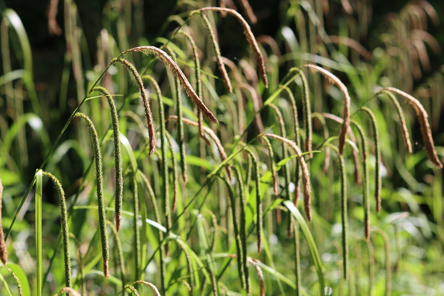 Carex pendula