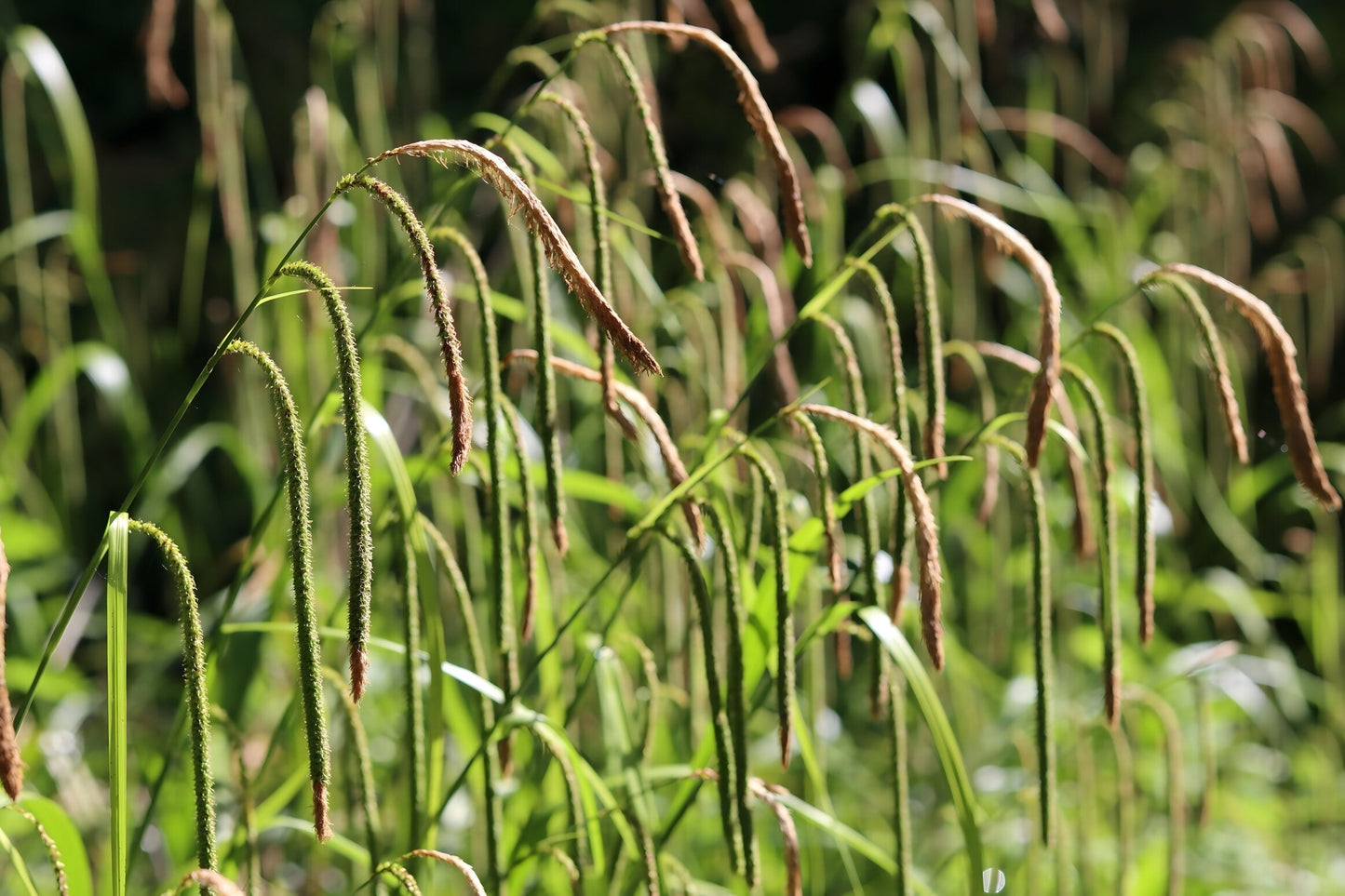 Carex pendula