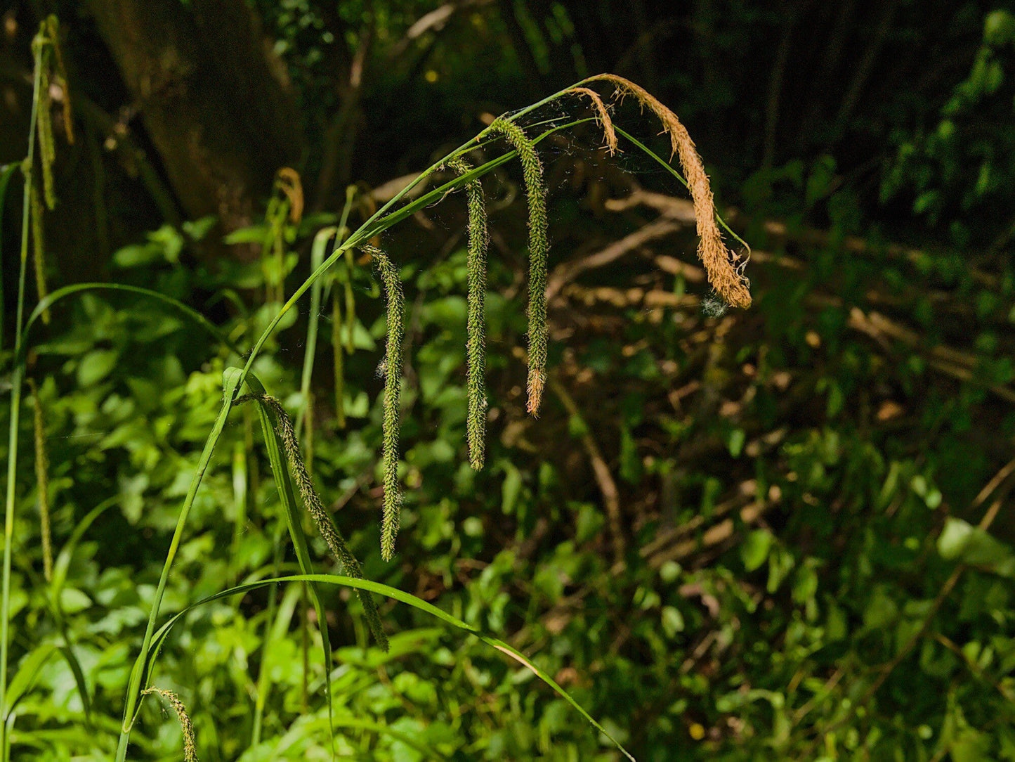 Carex pendula