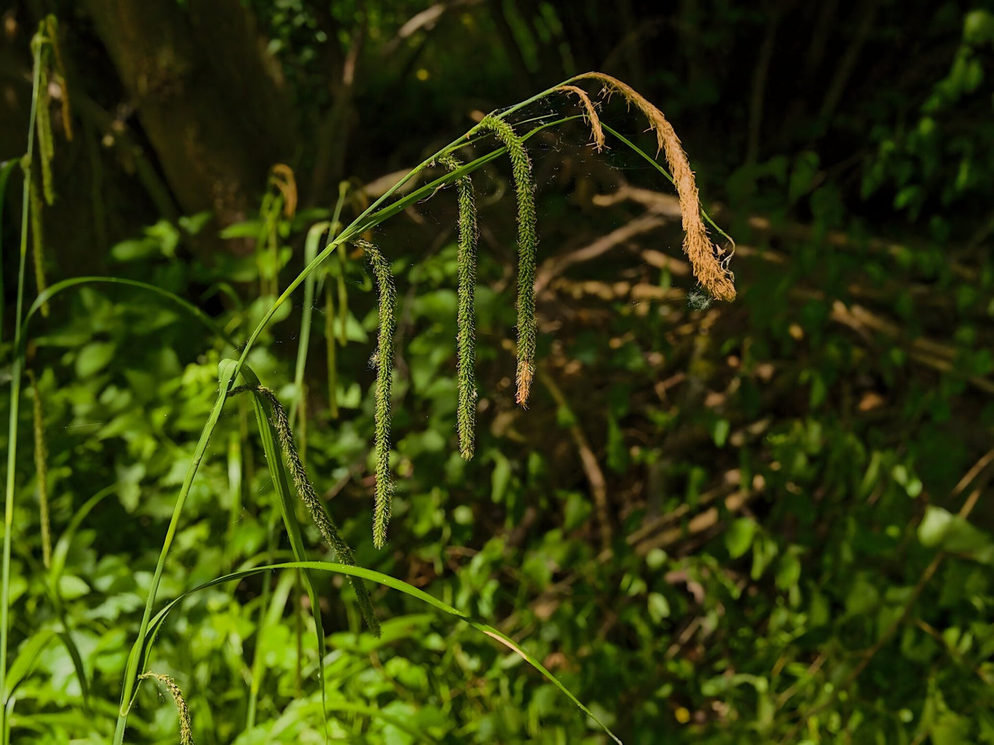 Carex pendula