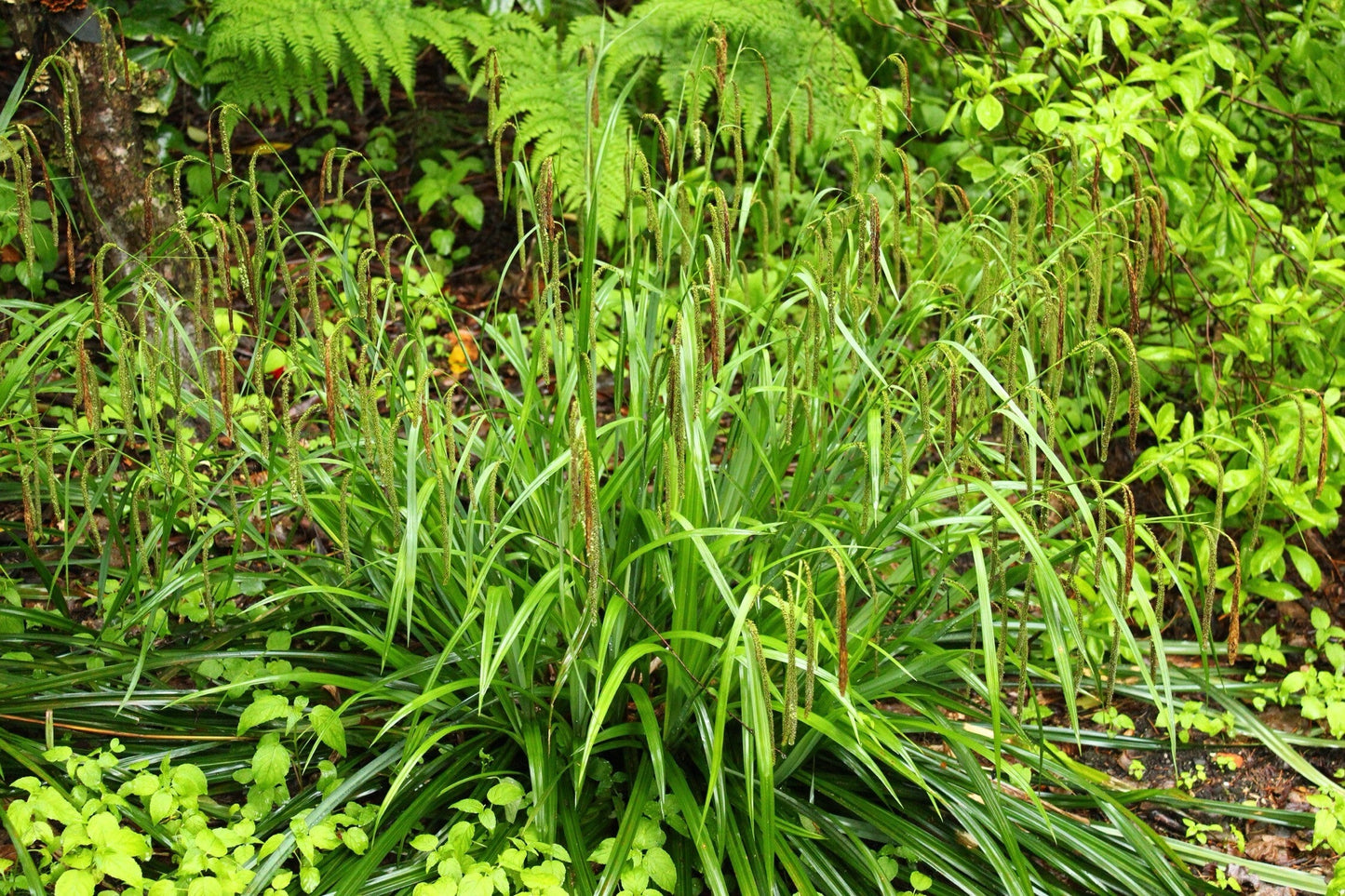 Carex pendula