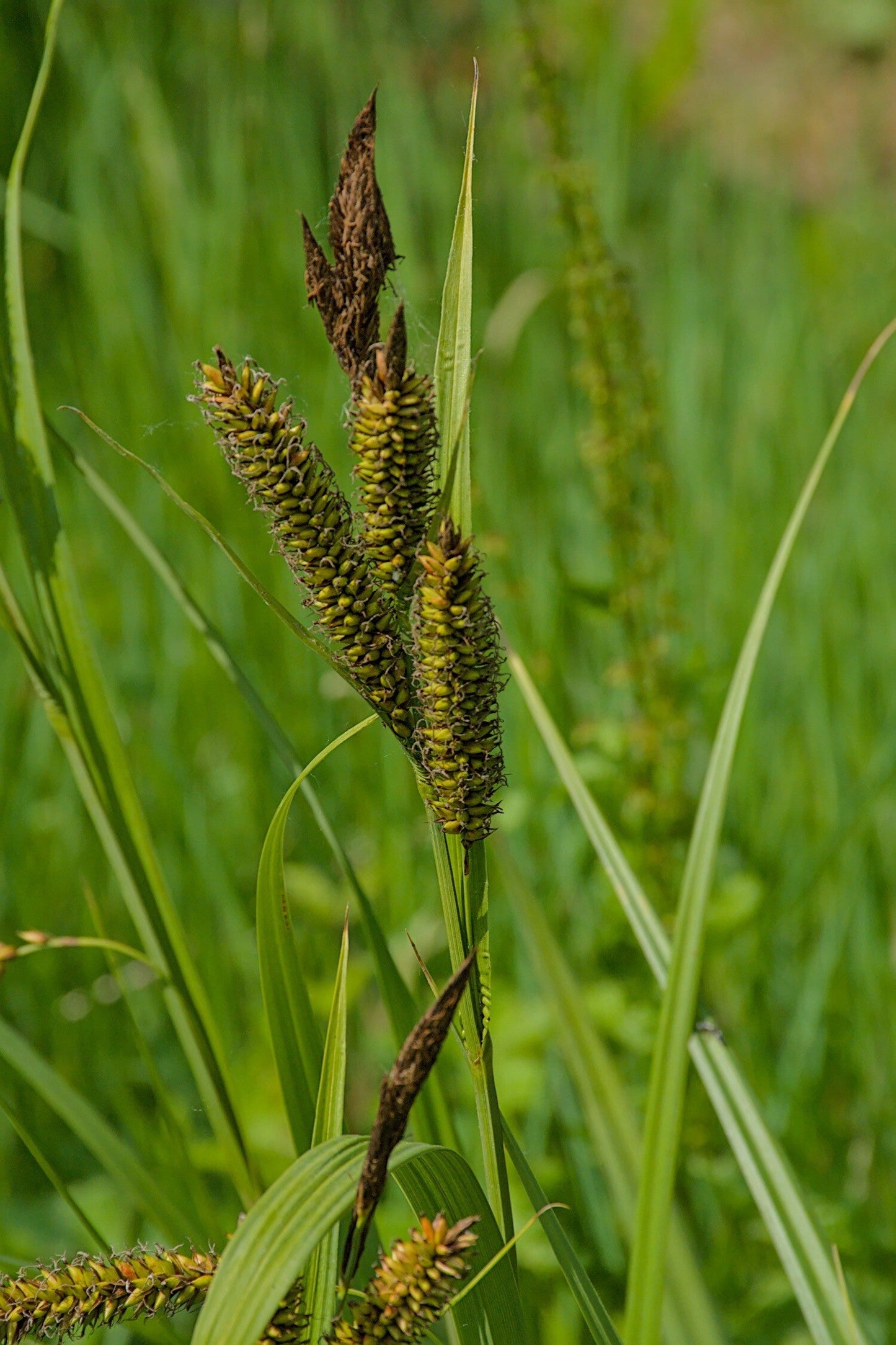 Carex riparia