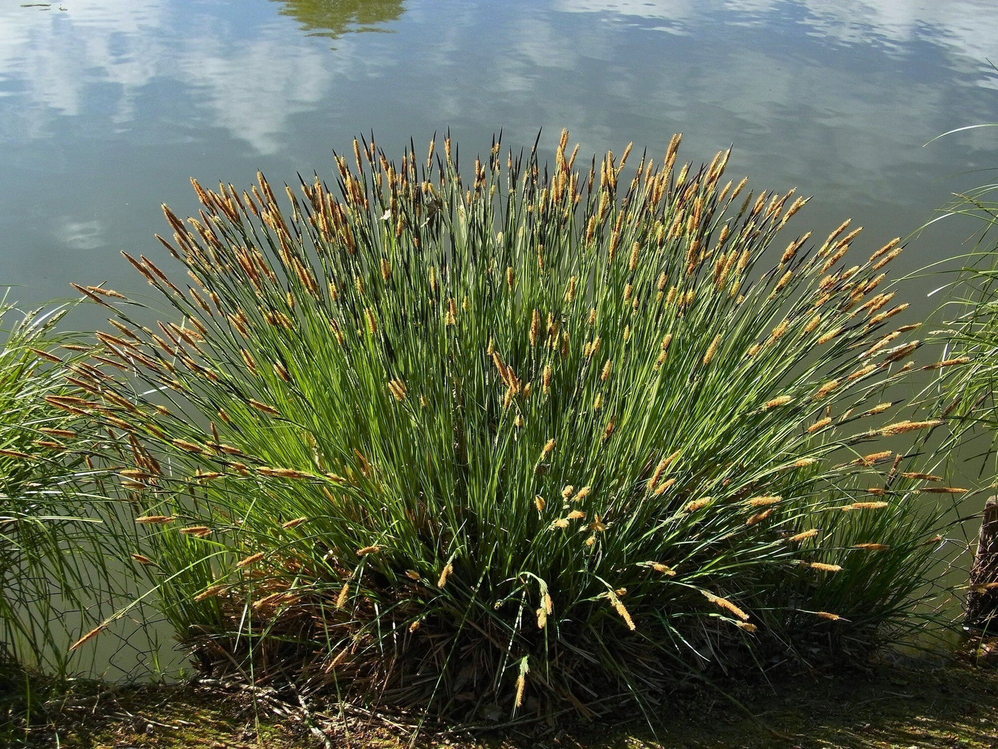 Carex riparia