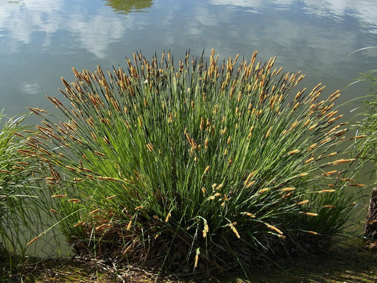 Carex riparia
