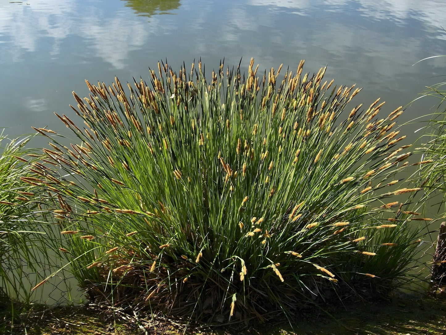 Carex riparia