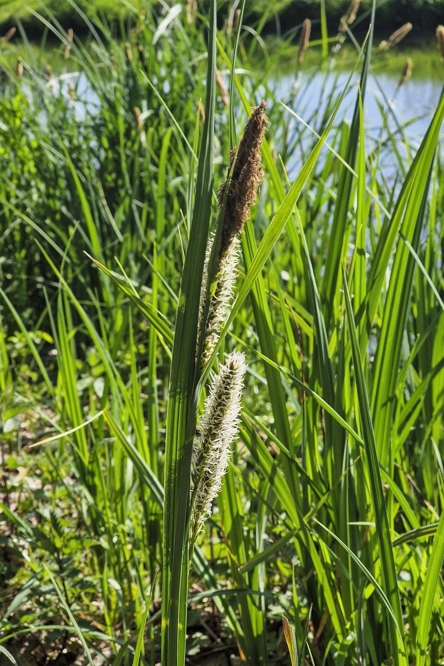 Carex riparia