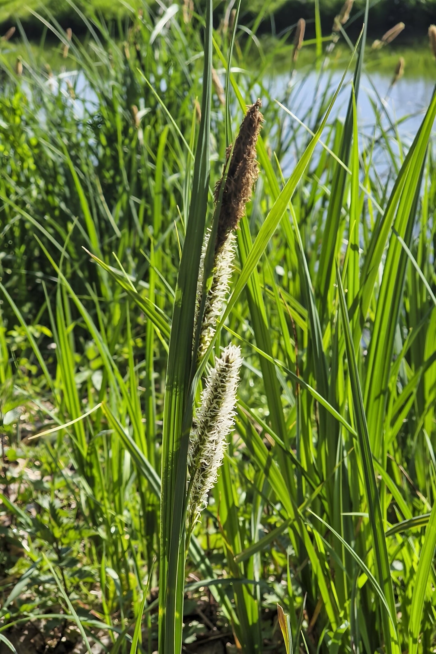 Carex riparia