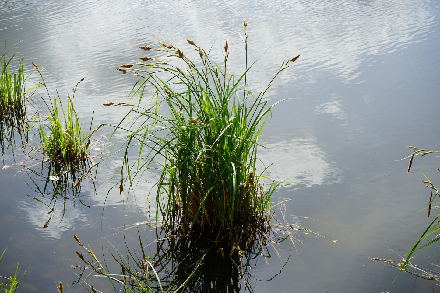 Carex riparia