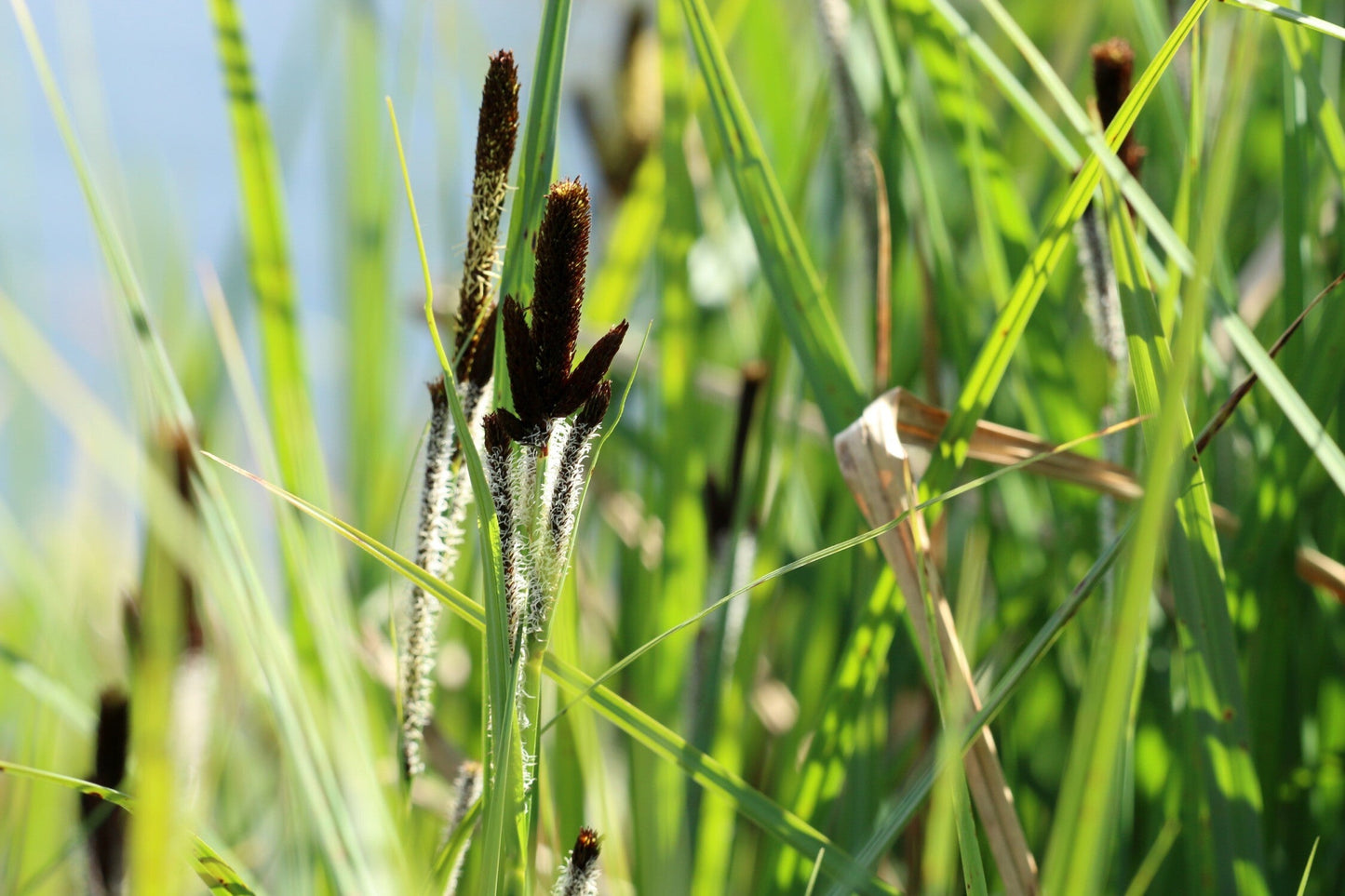 Carex riparia