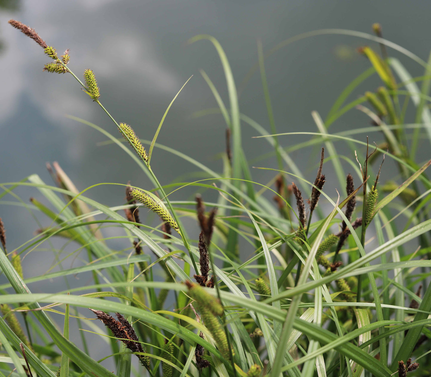 Carex riparia (Greater pond sedge) - MP027 Packs