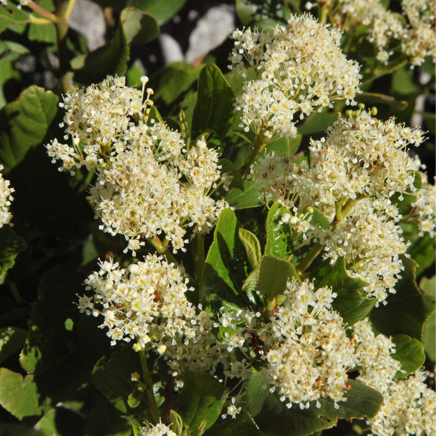 Ceanothus thyrsiflorus 'Millerton Point' 2L | Evergreen White Californian Lilac