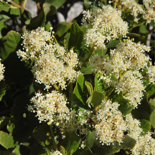 Ceanothus thyrsiflorus 'Millerton Point' 2L | Evergreen White Californian Lilac
