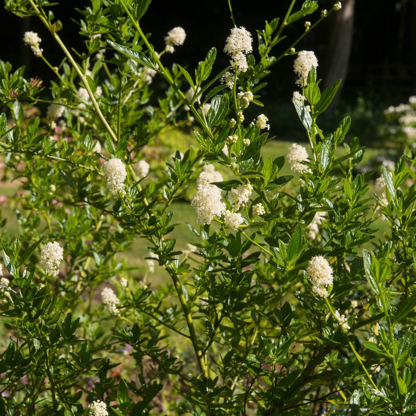 Ceanothus thyrsiflorus 'Millerton Point' 2L | Evergreen White Californian Lilac