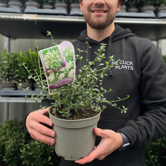 Ceanothus thyrsiflorus 'Millerton Point' 2L | Evergreen White Californian Lilac