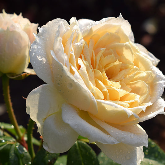 Rose Champagne Moments | Floribunda | 4L Potted Rose (PRE ORDER DECEMBER '25)