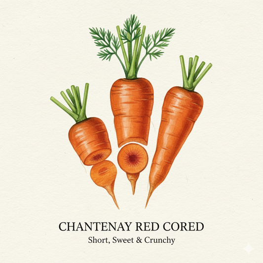 Carrot Seeds - Chantenay Red Cored 2 - Ideal for Heavy Soils & Pots (2000 Seeds)