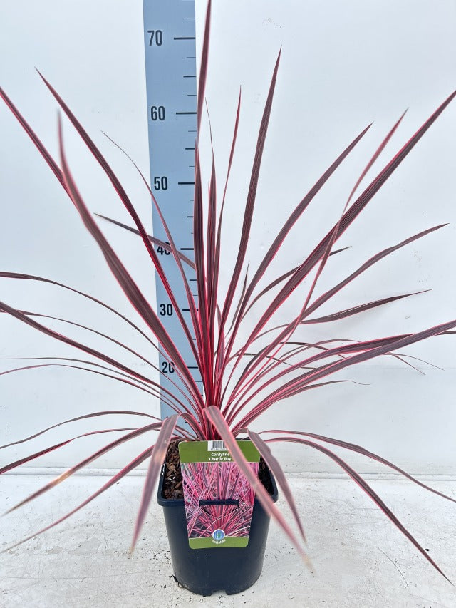 Cordyline australis 'Charlie Boy' 2L