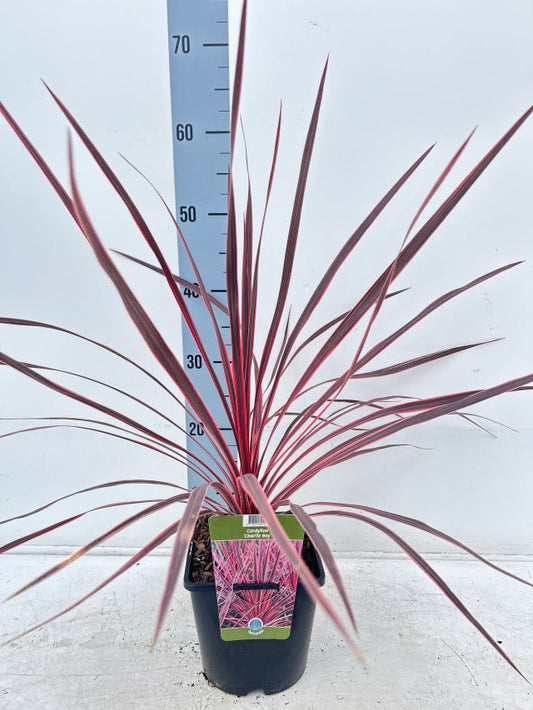 Cordyline australis 'Charlie Boy' 2L